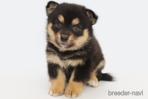 成約済の神奈川県のミックス犬-322555の2枚目